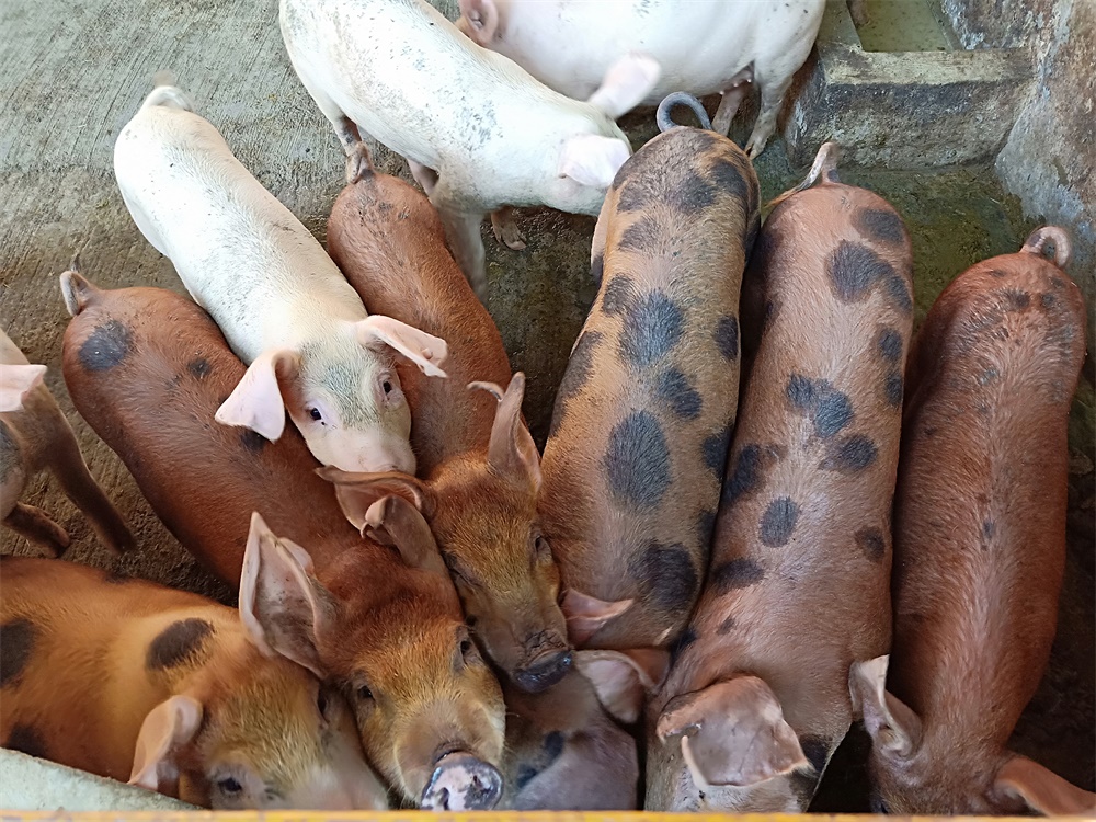 親子動(dòng)物樂(lè)園