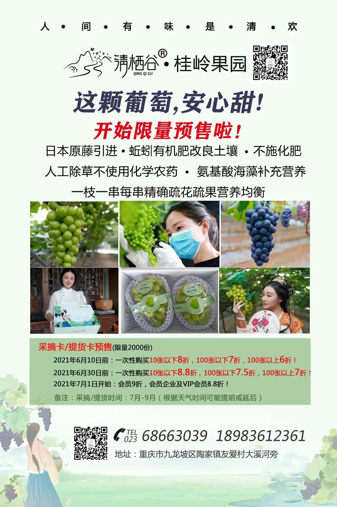 清棲谷的安心甜葡萄開始限量預(yù)售啦！