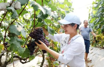 關(guān)于葡萄的一些常識(shí)，你記住了嗎？